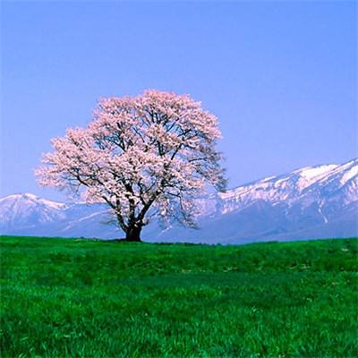 萌物大乱斗游戏下载